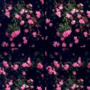 StillCut_0