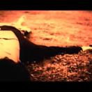StillCut_0