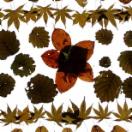 StillCut_1