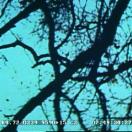 StillCut_0
