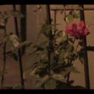 StillCut_1