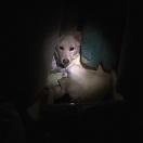 StillCut_0