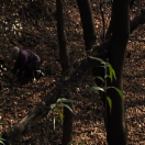 StillCut_1