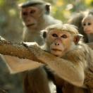 Monkey Kingdom4.jpg