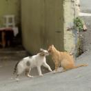 StillCut_5