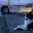 StillCut_7