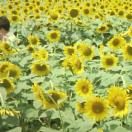 StillCut_0