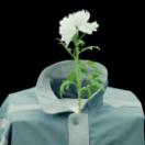 StillCut_0