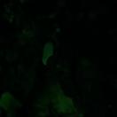 StillCut_0