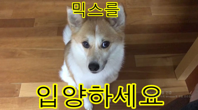 믹스를 입양하세요