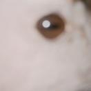 StillCut_1