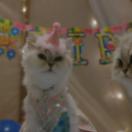 StillCut_11