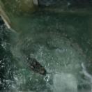 StillCut_5