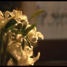 StillCut_0