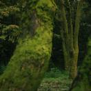 Forest_SaltKnight.jpg