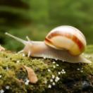 The snail