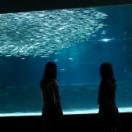 StillCut_0