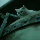 StillCut_0